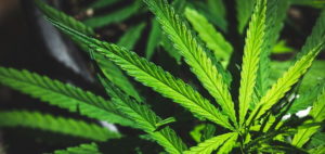 Employers Must Understand Regulations Surrounding Marijuana Use in the Workplace