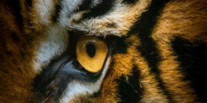 How Does TigerGraph CoPilot Transform Data Management?